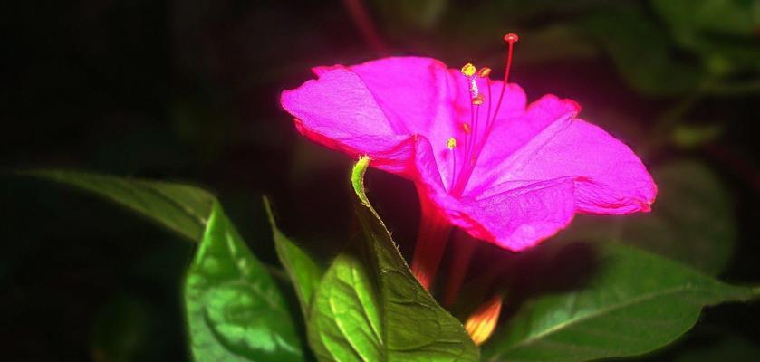 夜来香的开花和结果时间（探秘夜来香生长期间的变化和生态特性）