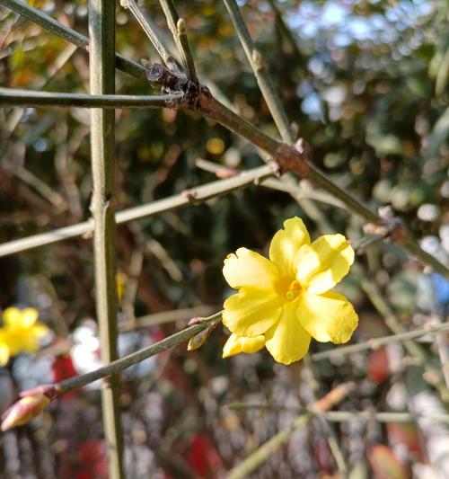 迎春花盛开，春天已到（迎春花的特点与赏花方式）