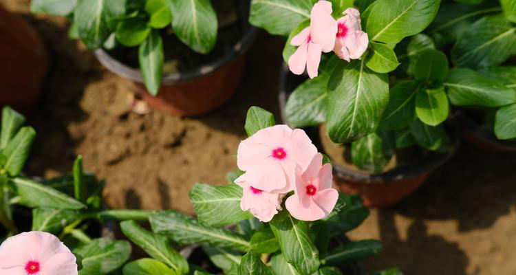 长春花的种植养护（打造美丽园林，从长春花开始）