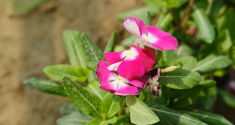 长春花的种植养护（打造美丽园林，从长春花开始）