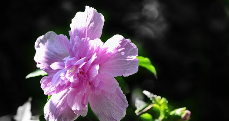 木槿花栽培方法（从选地到繁殖，让你轻松养出美丽木槿）