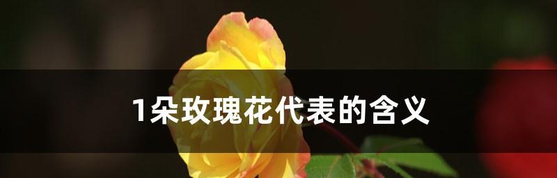 玫瑰花的寓意与文化意义（花语探秘）