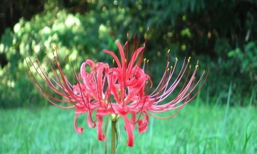 花开彼岸，美丽绽放——探究彼岸花的花语（探究彼岸花的寓意及传说）