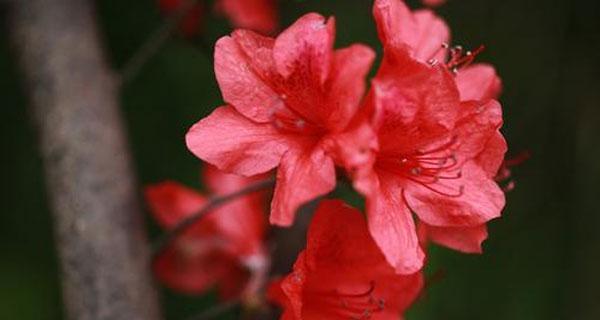 杜鹃的花语和寓意（探索花海中的美丽意象——杜鹃的意义与象征）