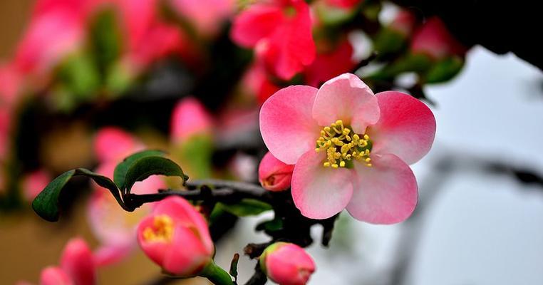 海棠花语的深刻寓意（探究“寂寞之花”、“悼亡之花”的内涵）