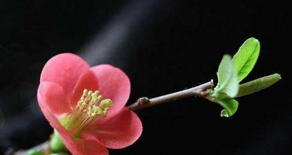 海棠花语的深刻寓意（探究“寂寞之花”、“悼亡之花”的内涵）