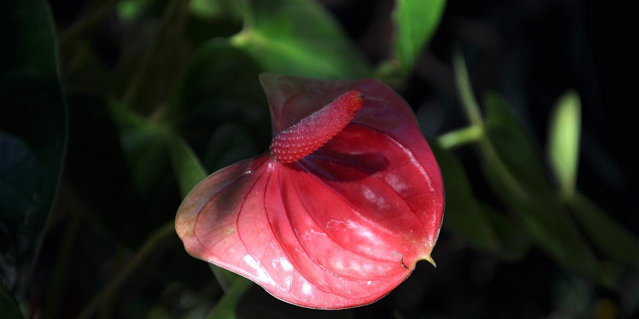 《火鹤花，象征热情与美丽的传统之花》（热情，美丽，传统，火鹤花的花语）