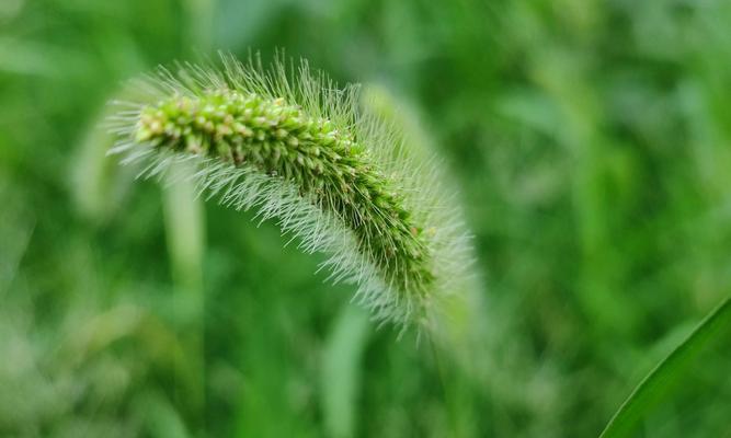 狗尾巴草的花语——忠诚与友谊（了解狗尾巴草，感受它的花语之美）