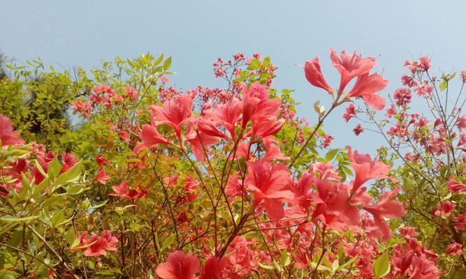 杜鹃花的花语（揭秘杜鹃花象征的8个花语）