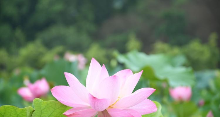 荷花的花语与寓意（探究荷花花语与文化内涵）