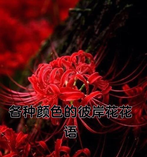 追随那朵拥有异域风情的彼岸花（花开花谢，生命不止，爱意长存）