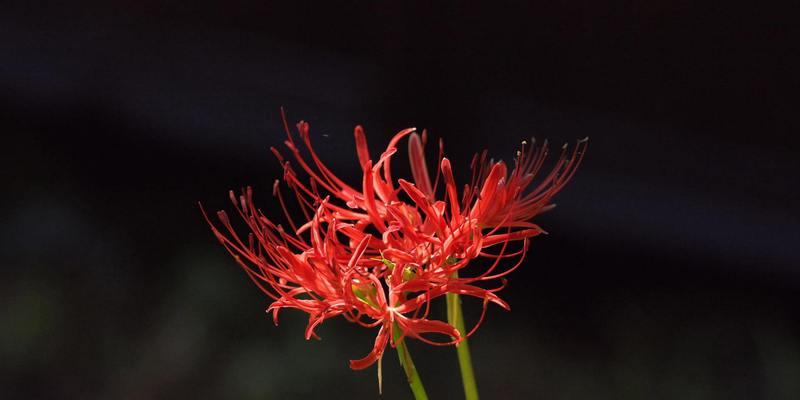 追随那朵拥有异域风情的彼岸花（花开花谢，生命不止，爱意长存）