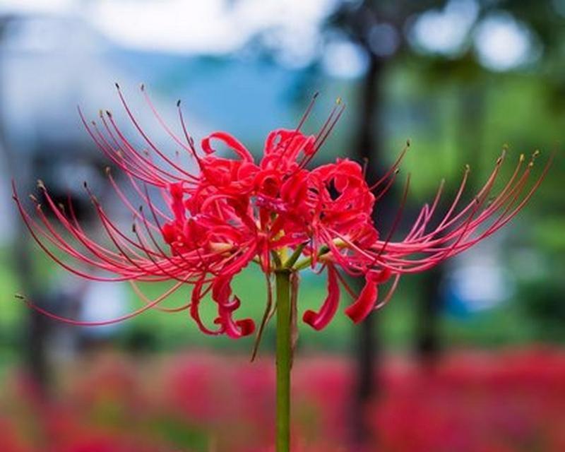 追随那朵拥有异域风情的彼岸花（花开花谢，生命不止，爱意长存）