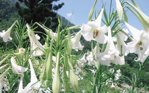 百合花语深意解析（用花语诠释深情，百合传递的情感世界）