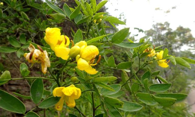 黄花槐开花时间及特点（探讨黄花槐的花期、花形和种植方法）