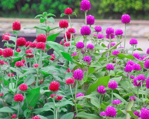 百日红开花时间及品种介绍（春天花开，盛夏绚烂——了解百日红的开花时间和品种特点）