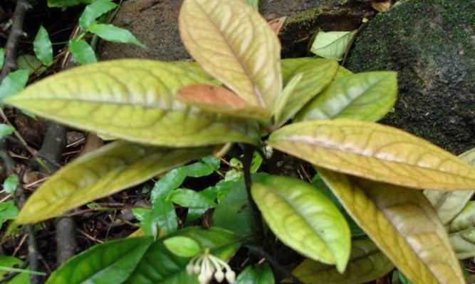 直立茎植物的多样性：探索植物世界的生长形态