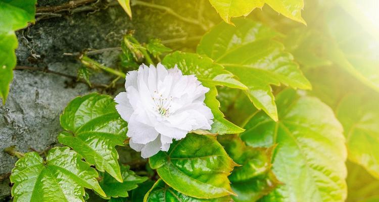 樱花树叶子的形状（探究樱花树叶子的形态特征及其意义）