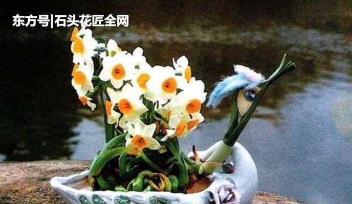 水仙花怎么养开花多（让水仙花开出更多花朵的技巧）