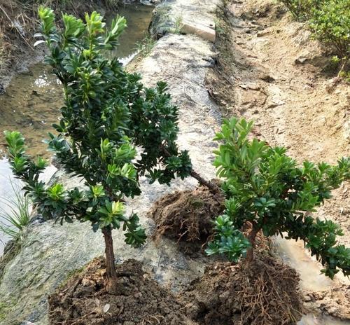 打造美丽庭院，从黑松树种植开始（黑松树的特点与栽种技巧）