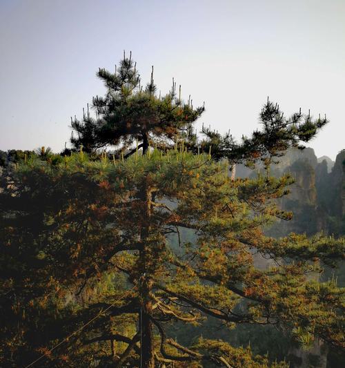 打造美丽庭院，从黑松树种植开始（黑松树的特点与栽种技巧）