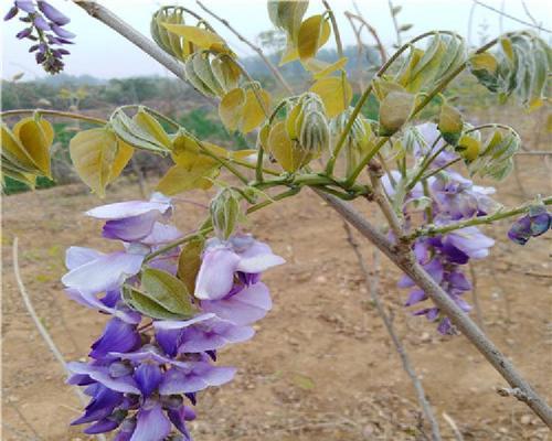 室内紫藤的种植方法（打造室内绿色空间，让紫藤为你点缀）