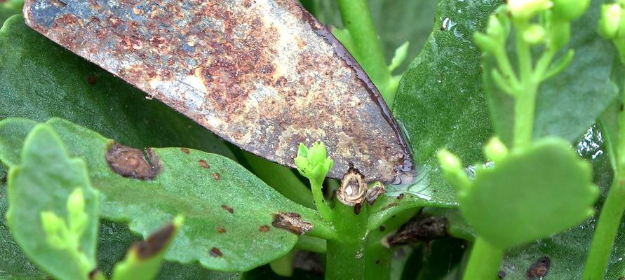 长寿花黄叶子边缘枯萎的原因探究（从光照、水分、营养等方面分析长寿花生长中的问题）