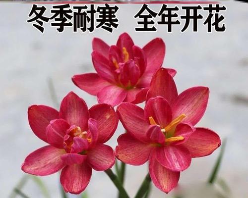 冬天的代表花（探究冬季开花的奇妙世界）