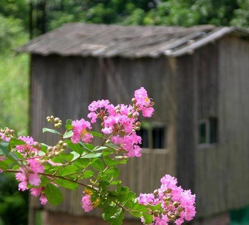 房前屋后种树指南（打造美丽园林从这里开始）