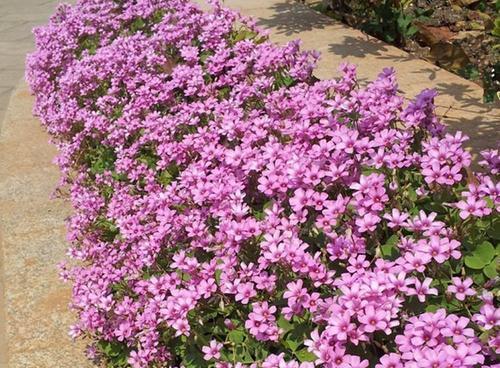 红花酢浆草种植指南（学习如何种植美丽的红花酢浆草，轻松打造属于自己的花园）