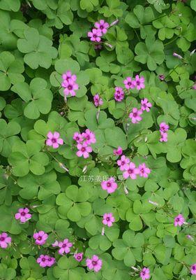 红花酢浆草种植指南（学习如何种植美丽的红花酢浆草，轻松打造属于自己的花园）