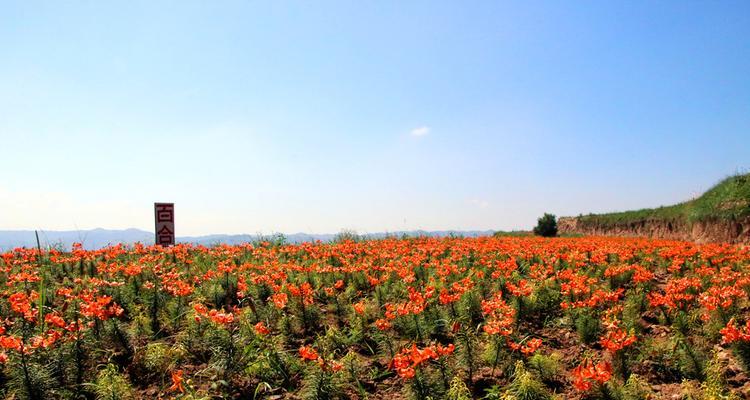 百合药材种植方法（从选地到采收全过程）