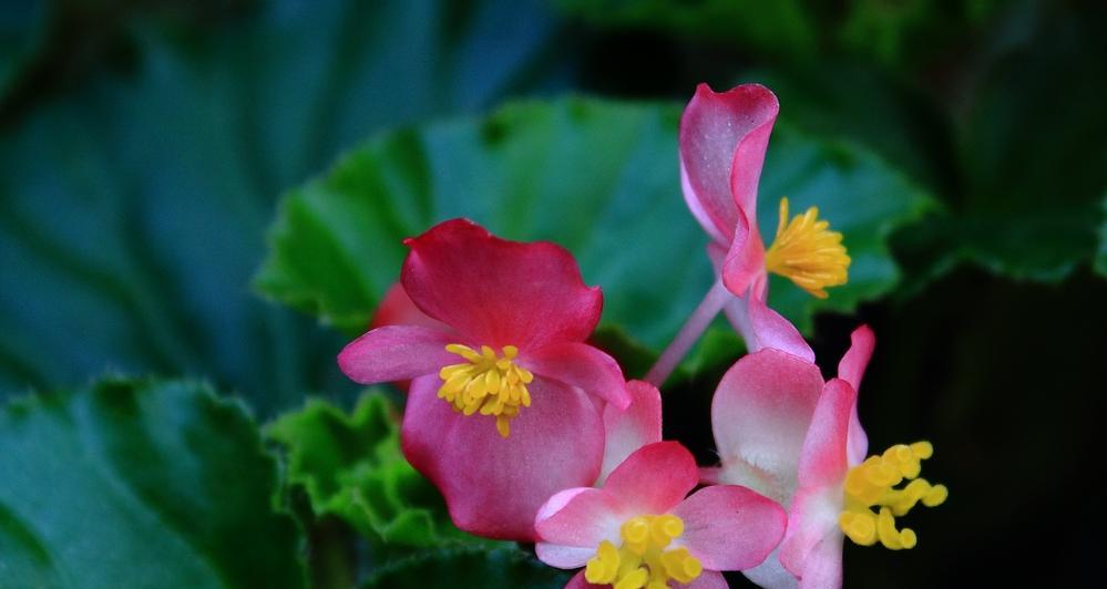 四季海堂花迁殖技巧（让你的花园始终盛开）