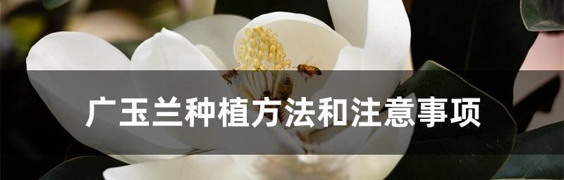 广玉兰的种植与养护（了解广玉兰生长的秘密，打造美丽花园）