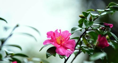 冬季鲜花盛开的美丽景象（一年中寒冷季节最美的花海盛宴）