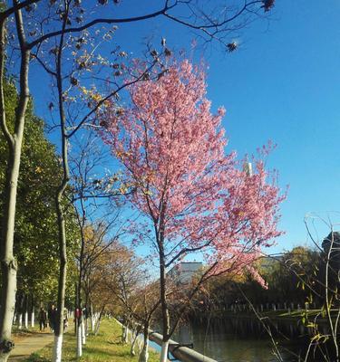 冬季鲜花盛开的美丽景象（一年中寒冷季节最美的花海盛宴）