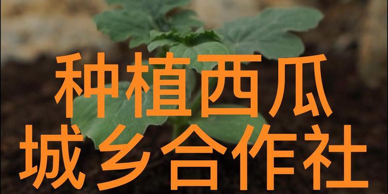 西瓜种植全攻略（掌握西瓜种植技巧，丰收好心情）