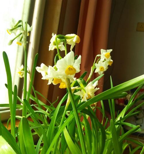 水仙花开放时间及其特点（了解水仙花开放时间，更好地欣赏美丽的花朵）