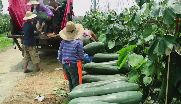 冬瓜种植全攻略（从选种到收获，轻松掌握冬瓜种植技巧）