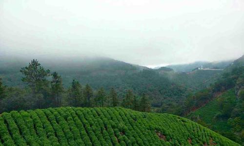 油茶树种植技术与管理（打造高产优质的油茶园）