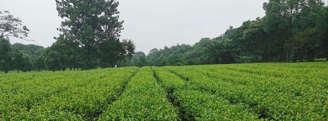 油茶树种植技术与管理（打造高产优质的油茶园）