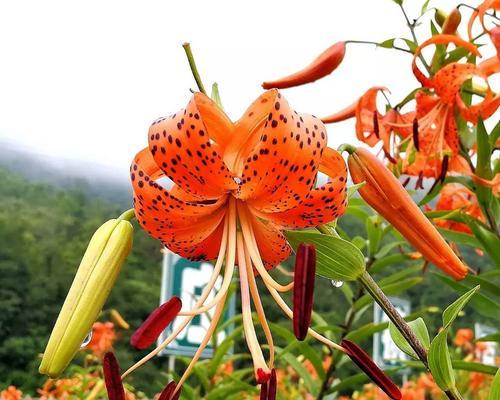 如何种植卷丹百合，让你的花园更加美丽（一步一步教你种植卷丹百合，让它成为你家花园的亮点）