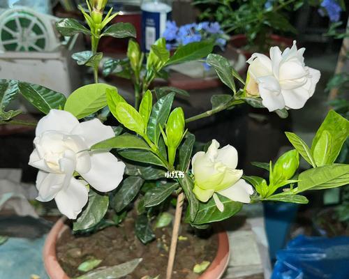 栀子花盛开时节（追寻清香，寻觅芳踪——栀子花的开花习性及生长环境）