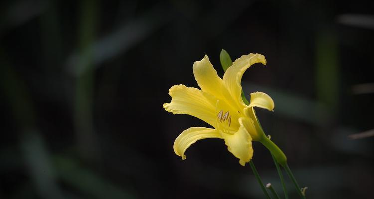 黄色花朵，美丽的阳光色彩（探秘黄色花朵的魅力与美丽）