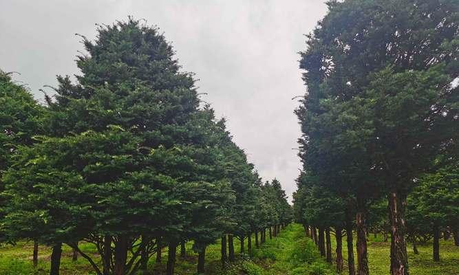 如何种植红豆杉（掌握关键时间，打造美丽园林）