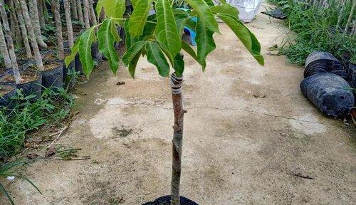 杜英花期多长？一年四季都能看到的美丽花卉（了解杜英的花期及其魅力，欣赏四季不同的花色变化）