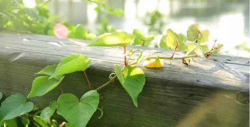 如何成功种植爬山虎压条？（掌握这些技巧，让你的爬山虎蔓延整个墙壁！）