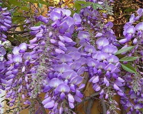 紫藤花的开花时间及特点（春季花季的紫藤花，惊艳世界）