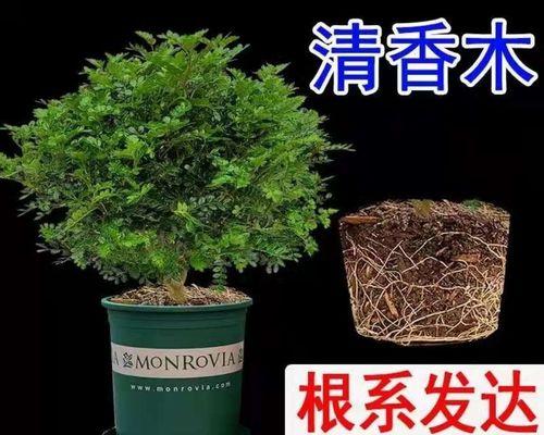 驱虫植物大全，打造健康生活（从身体健康、环保角度，选择适合自己的驱虫植物）