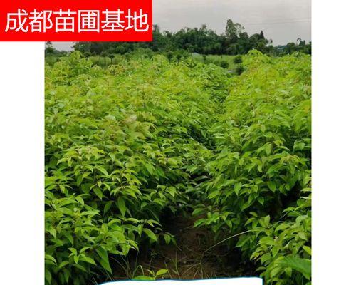 如何选取最佳时间种植香樟树苗（优选时间，助力香樟成长）